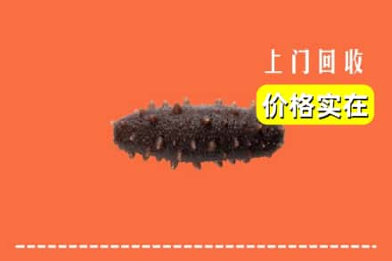 赣州市石城回收海参