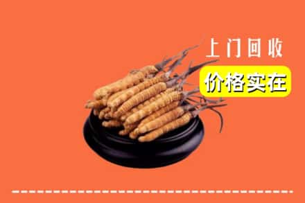 赣州市石城回收冬虫夏草